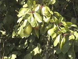 Fruit trees near Emneth on the Fens
